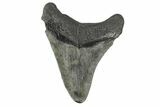 Fossil Megalodon Tooth - South Carolina #168060-2